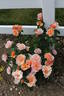 Honey Nectar™ rose photo