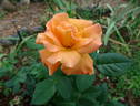 Razzle Dazzle rose photo
