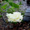 Le Pactole rose photo
