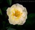 Lexington rose photo