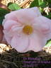 Dr. Masaryk rose photo