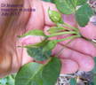 Dr. Masaryk rose photo