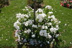 Dominique Loiseau ™ rose photo