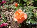 Betty Harkness rose photo