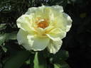 Macy's Pride™ rose photo