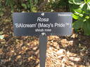 Macy's Pride™ rose photo