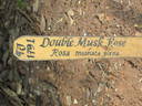 Double Musk rose rose photo