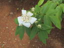 Double Musk rose rose photo