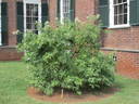 Double Musk rose rose photo
