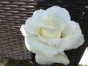 Donna's Grace rose photo