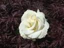 Donna's Grace rose photo