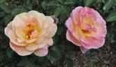 Ashtongold rose photo