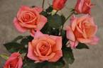 Autumn Morning rose photo