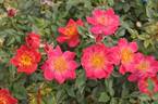 Coral Sparks rose photo