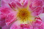 Champagne Cocktail rose photo