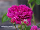 Capitaine Williams rose photo