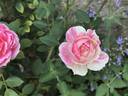 Peppermint Parfait rose photo