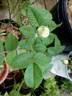 Louise Darzens rose photo