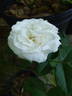 Louise Darzens rose photo