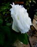 Louise Darzens rose photo
