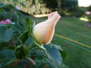 The Simple Life rose photo