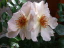 The Simple Life rose photo