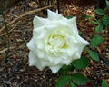 White Masterpiece rose photo