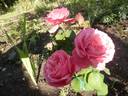 Sweet Perfumella rose photo