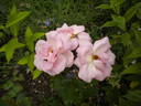 DICnarrow rose photo