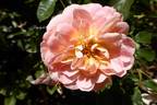 Daylight rose photo