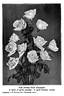 Double Pink Killarney rose photo