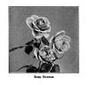 Sunrise rose photo