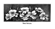 R. stylosa rose photo
