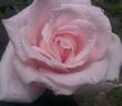 Bride's Dream rose photo