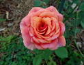 Home of Time rose photo