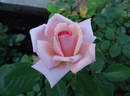 Smooth Lady rose photo