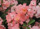 Pink Blanket rose photo