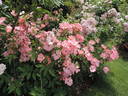 Pink Blanket rose photo