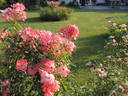 Pink Blanket rose photo