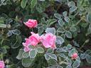 Pink Blanket rose photo