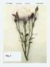 POUlren023 rose photo
