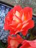 Evening Sun rose photo