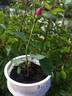 DPG-2016-8-1_S1 rose photo