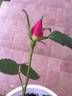 DPG-2016-8-1_S1 rose photo