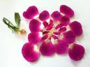 DPG-2016-8-1_S1 rose photo