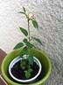 DPG-2016-8-1_S5 rose photo