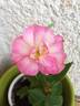 DPG-2016-8-1_S5 rose photo
