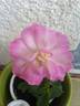 DPG-2016-8-1_S5 rose photo