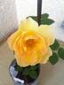 DPG-2016-11-1_S1 rose photo