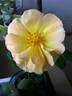 DPG-2016-11-1_S1 rose photo
